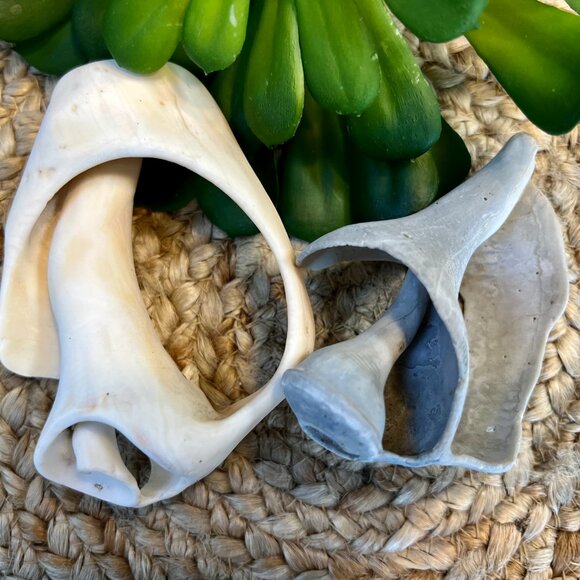 SALE!  Two Unique Sea Shells - Picture 5 of 7